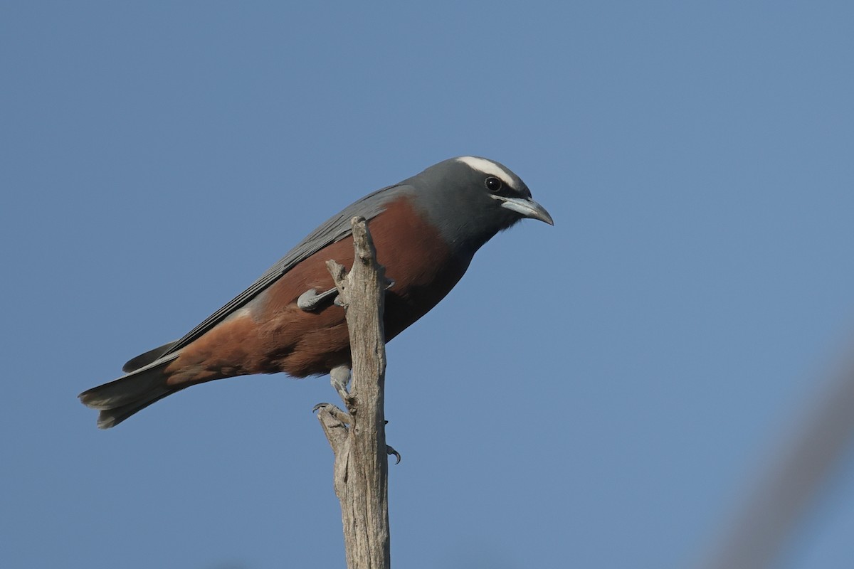 White-browed Woodswallow - ML617912676