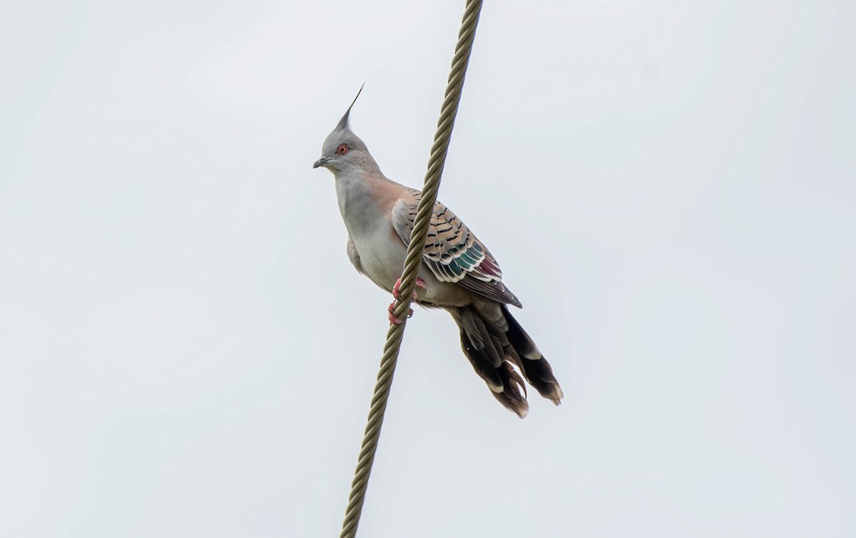 Crested Pigeon - ML617912684