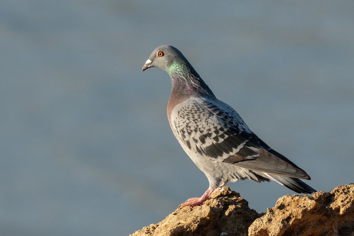 Rock Pigeon (Feral Pigeon) - ML617912690