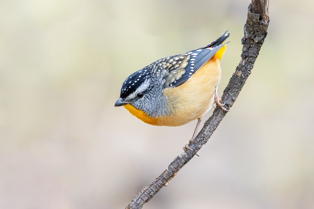 Spotted Pardalote - ML617912814