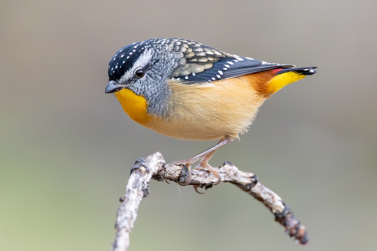 Spotted Pardalote - ML617912815