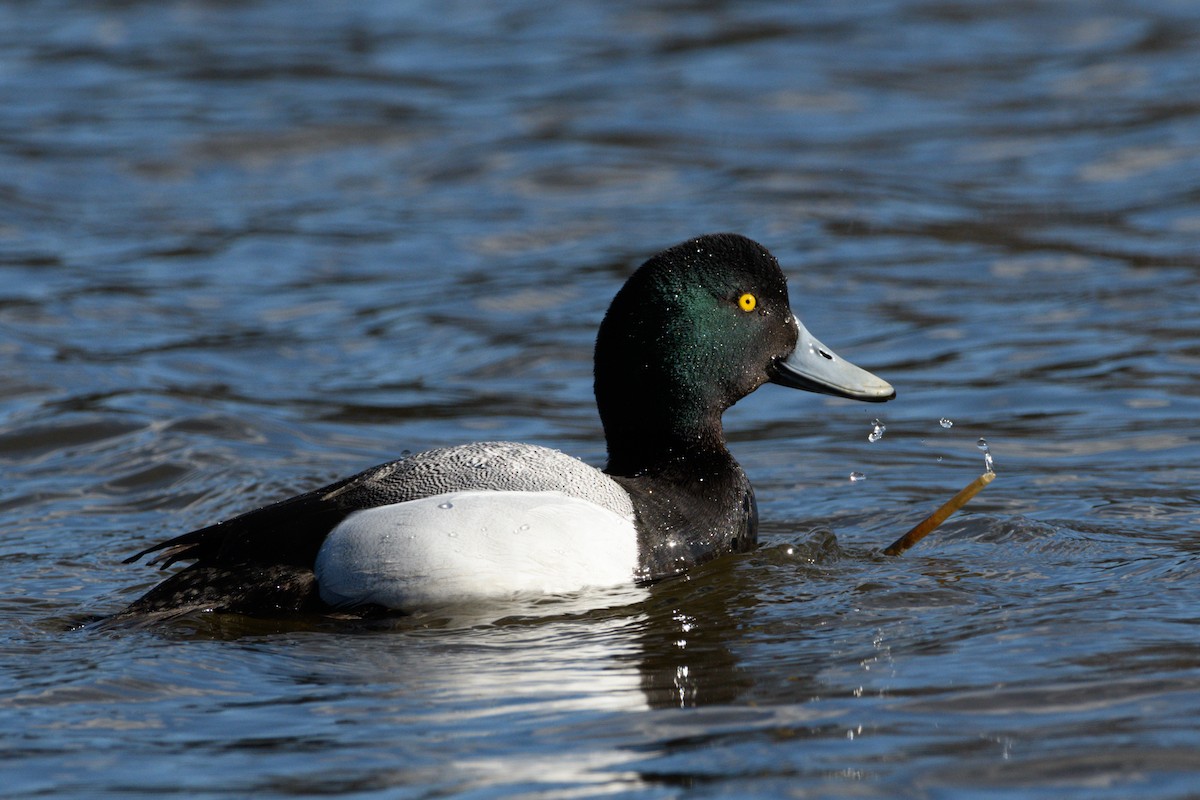 Greater Scaup - ML617912853