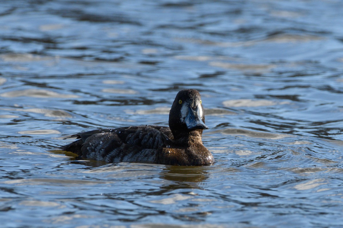 Greater Scaup - ML617912855