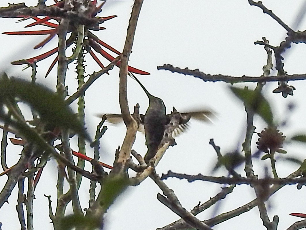 hummingbird sp. - ML617912868
