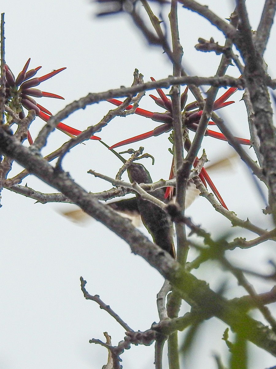 ub. kolibri (Trochilidae sp.) - ML617912870