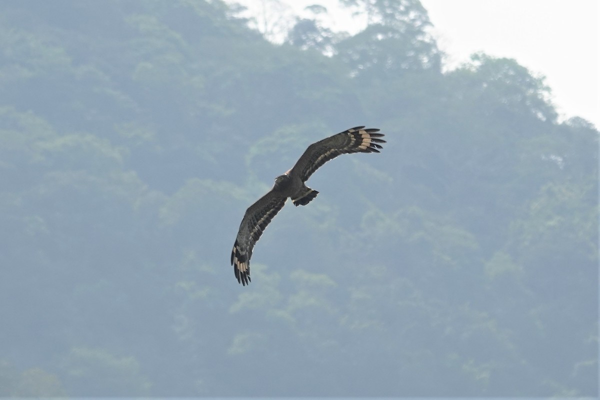 Crested Serpent-Eagle - ML617912878