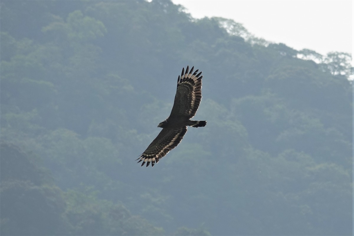 Crested Serpent-Eagle - ML617912879