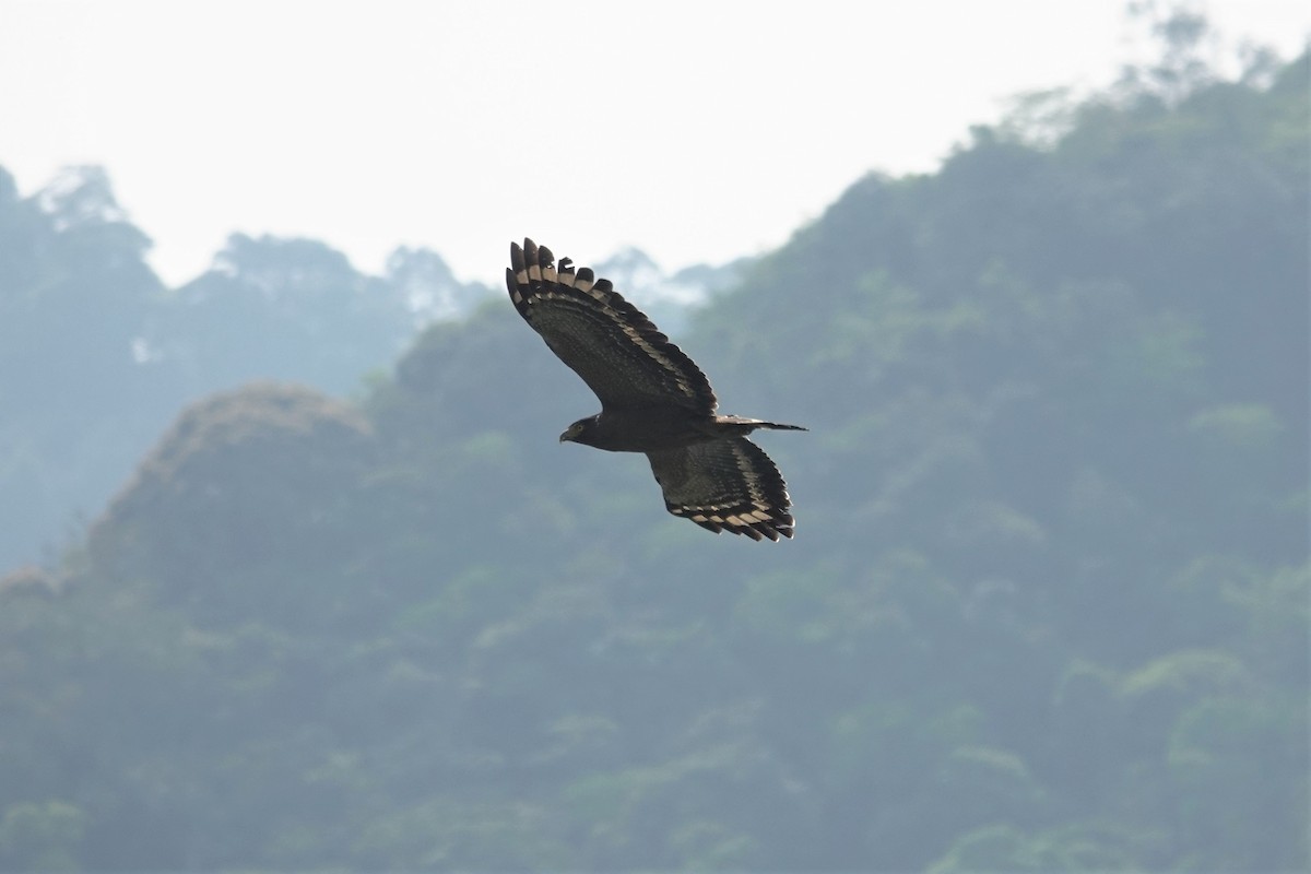 Crested Serpent-Eagle - ML617912880