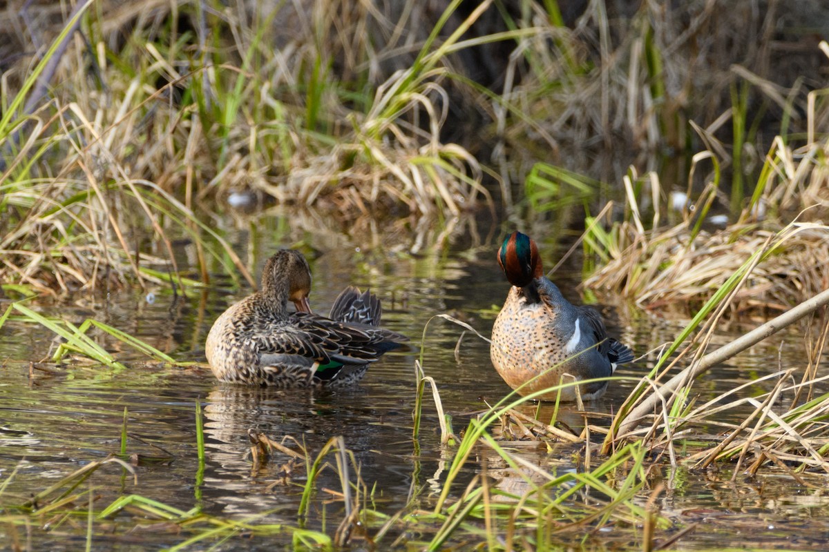 Green-winged Teal - ML617912882