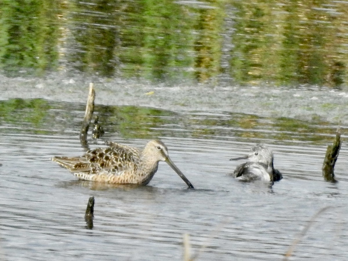 Long-billed Dowitcher - ML617912885
