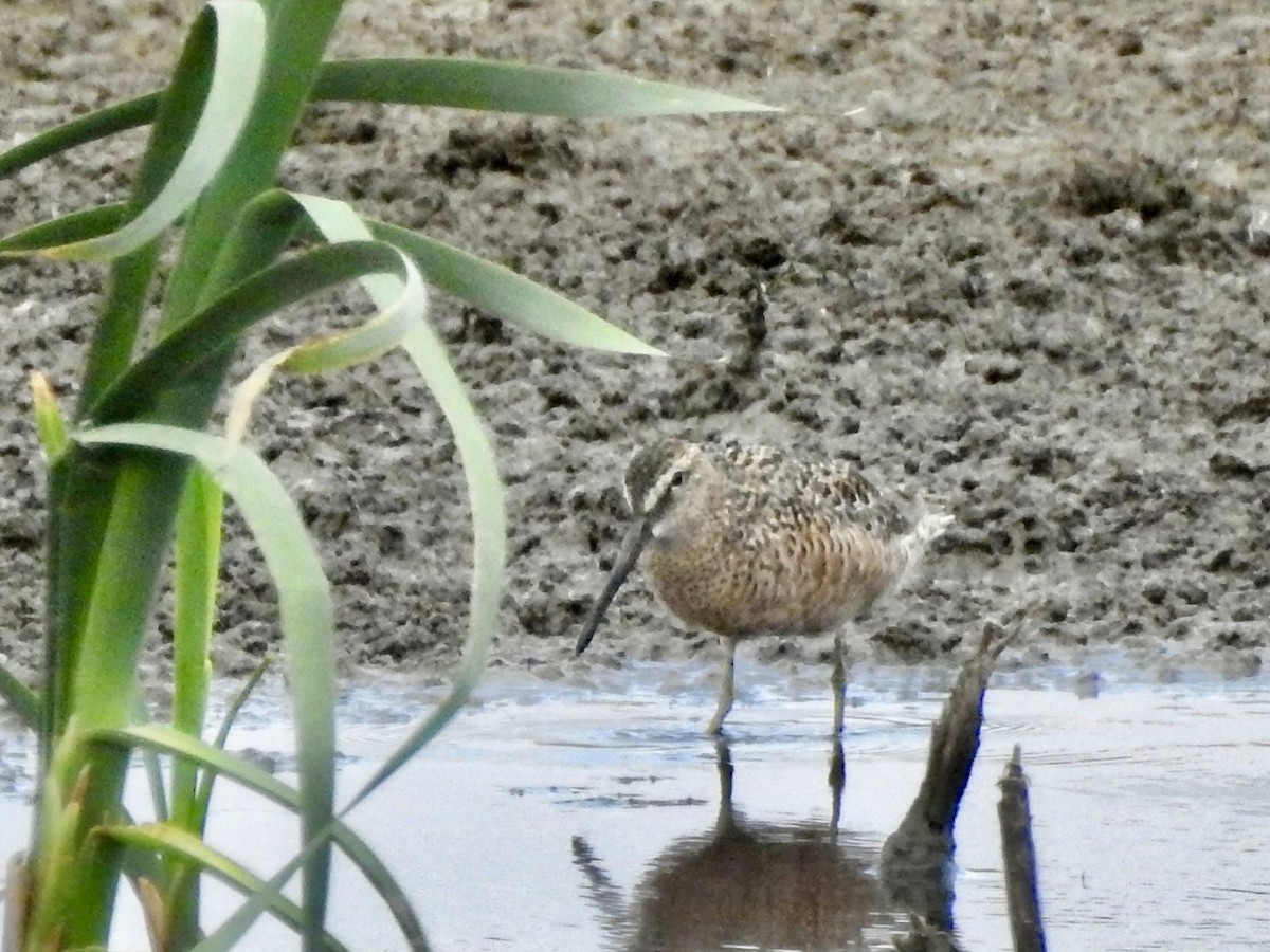 Long-billed Dowitcher - ML617912886