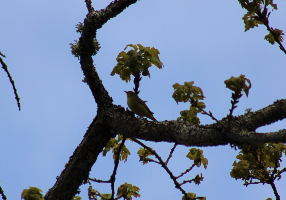 Orange-crowned Warbler - ML617912894