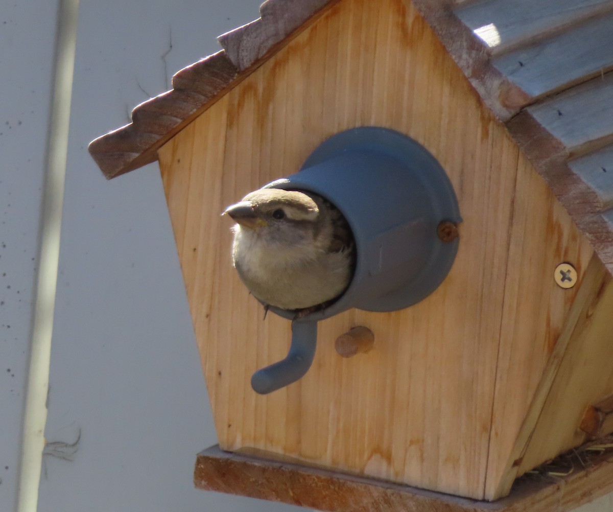 House Sparrow - ML617912907