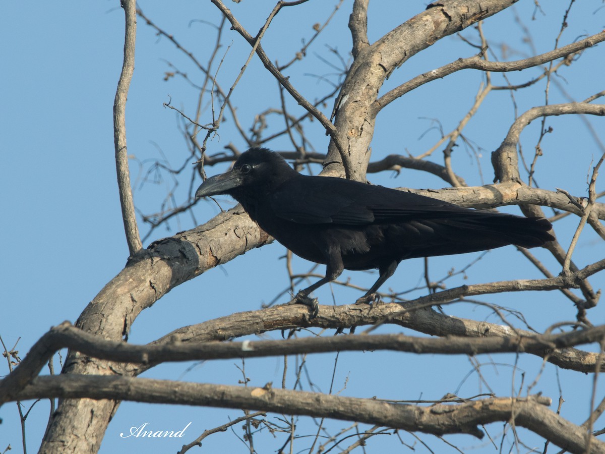 Large-billed Crow - ML617912911