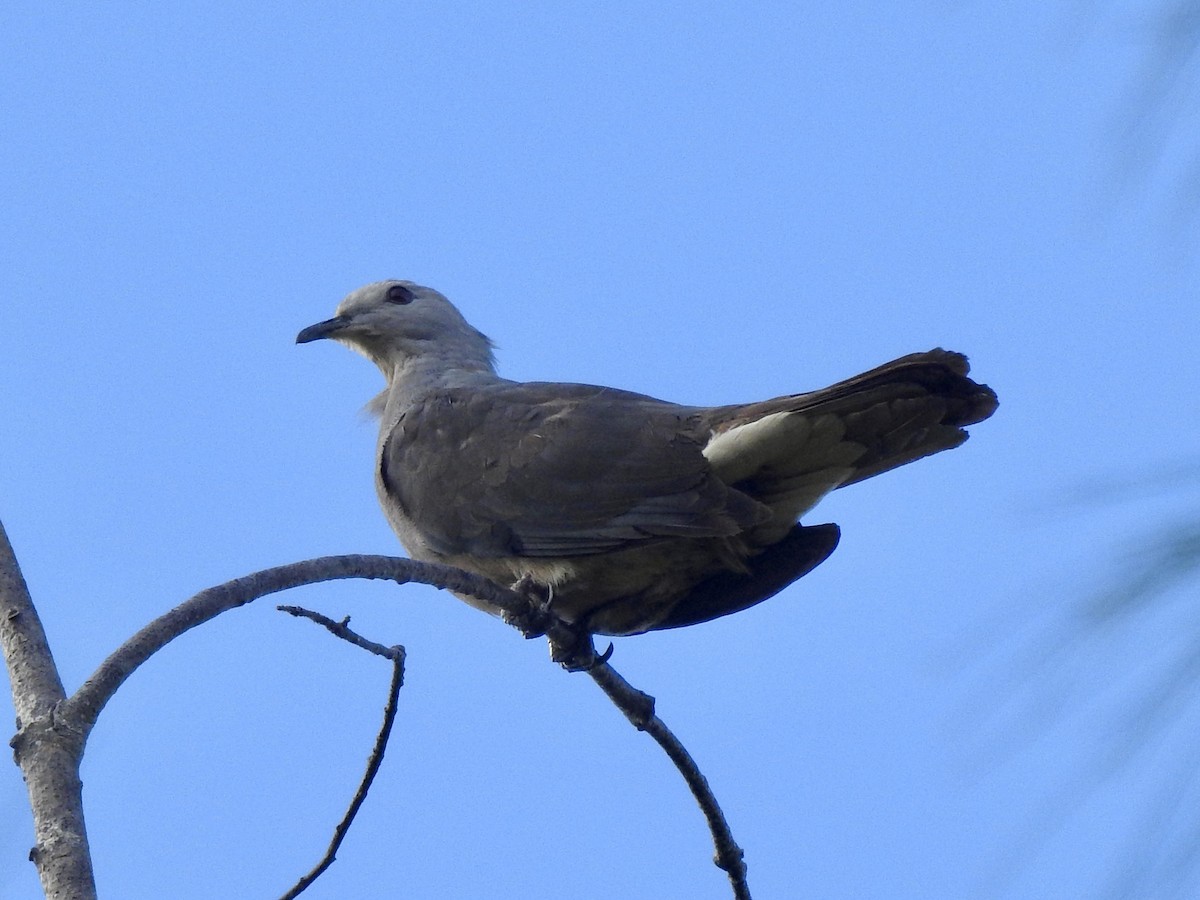 Peale's Imperial-Pigeon - ML617912938