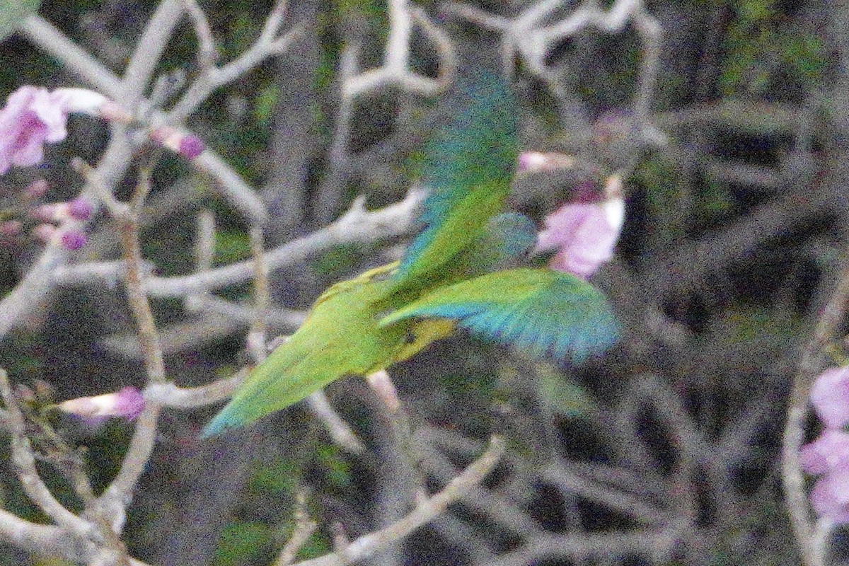 Brown-throated Parakeet - ML617912971