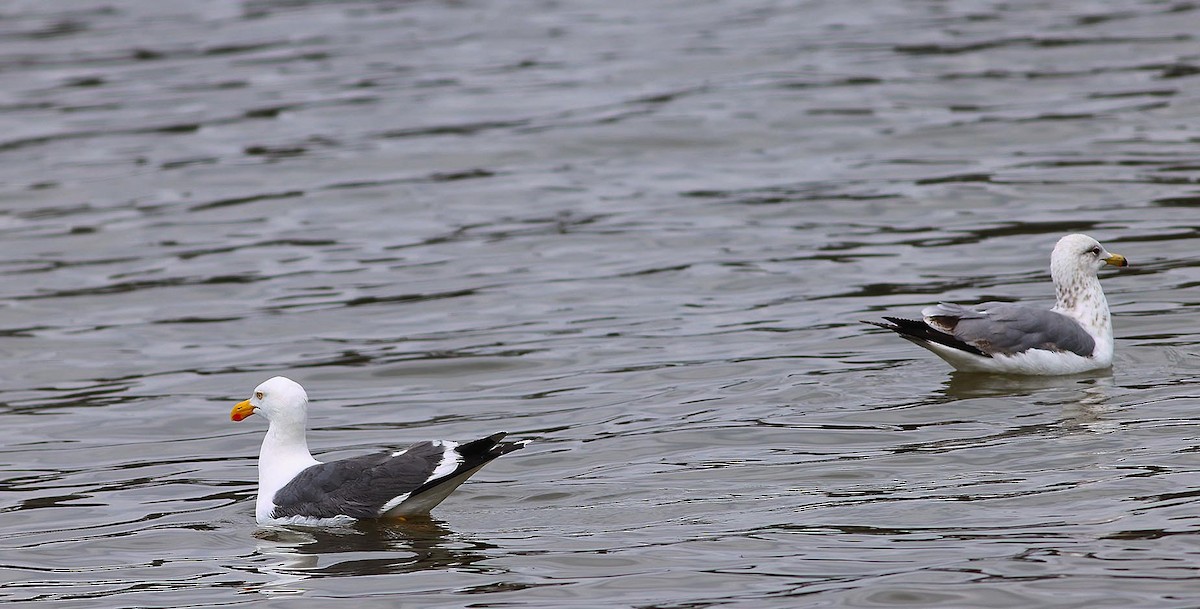 Yellow-footed Gull - ML617913011