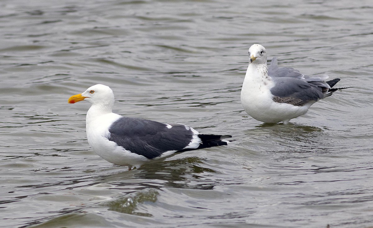 Yellow-footed Gull - James Hecht