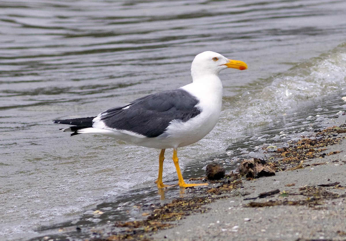 Yellow-footed Gull - James Hecht
