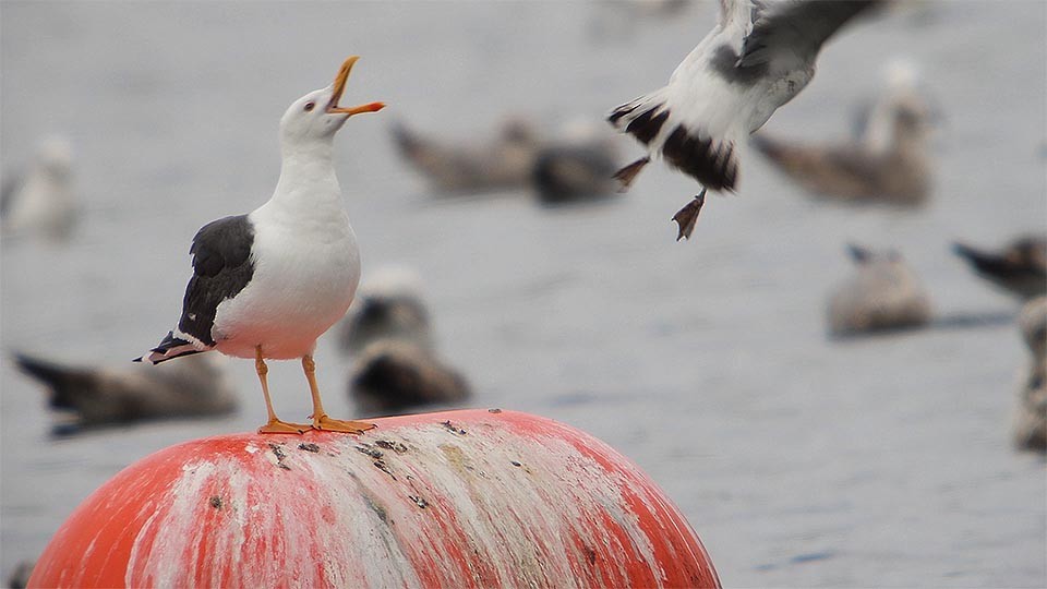 Yellow-footed Gull - ML617913014
