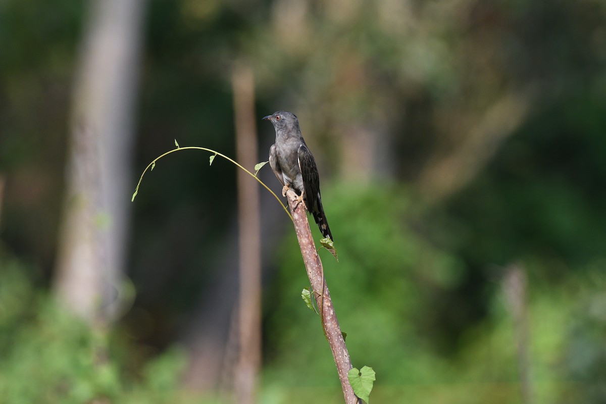 Gray-bellied Cuckoo - Ranjith TM