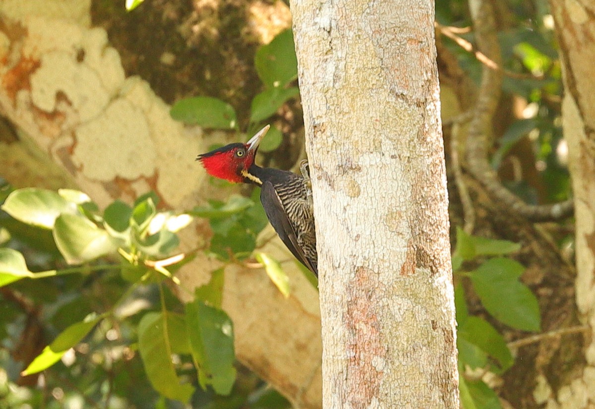Pale-billed Woodpecker - ML617913159