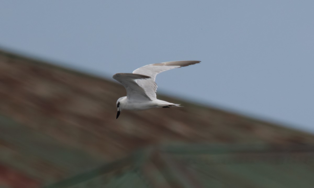 Gull-billed Tern - Koren Mitchell