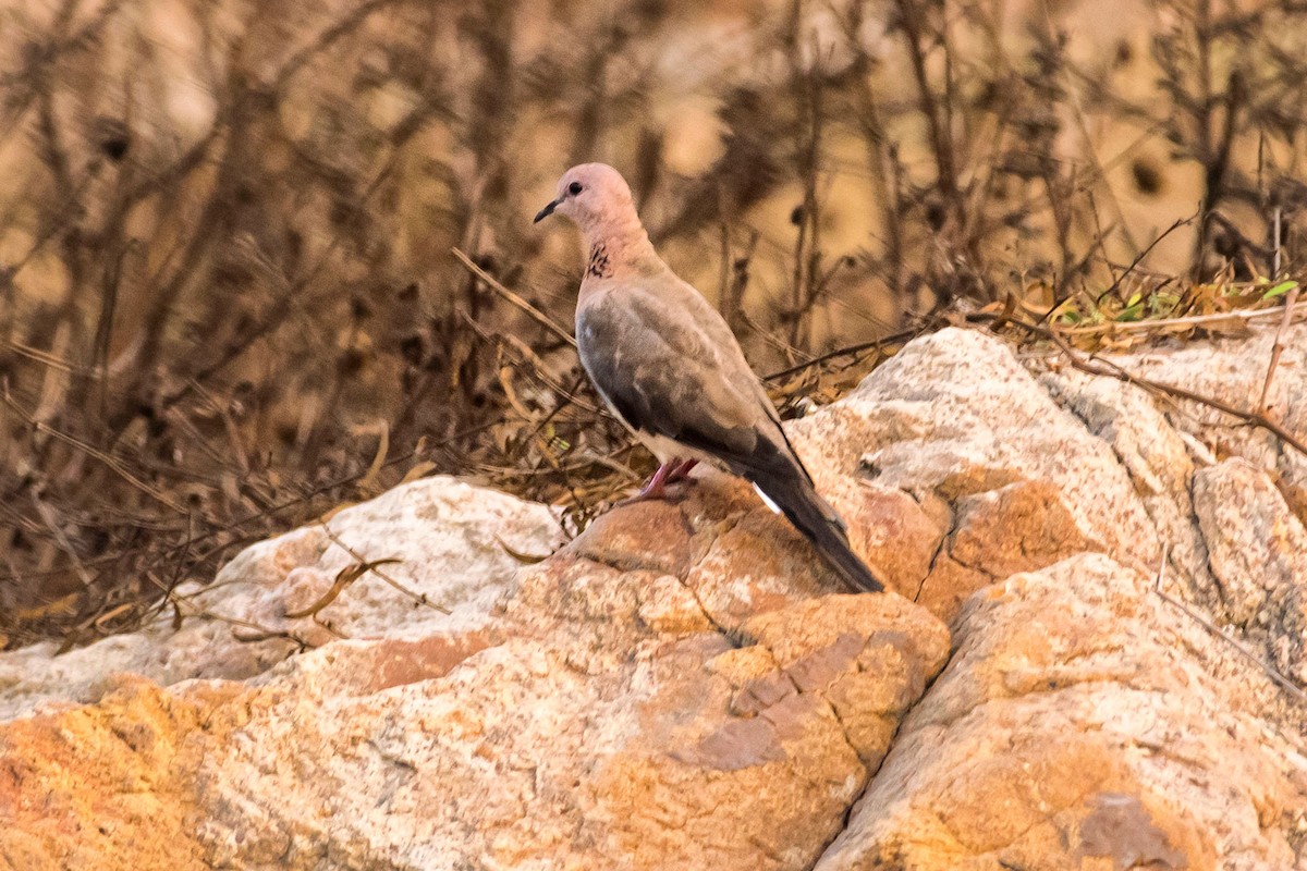 Laughing Dove - ML617913283