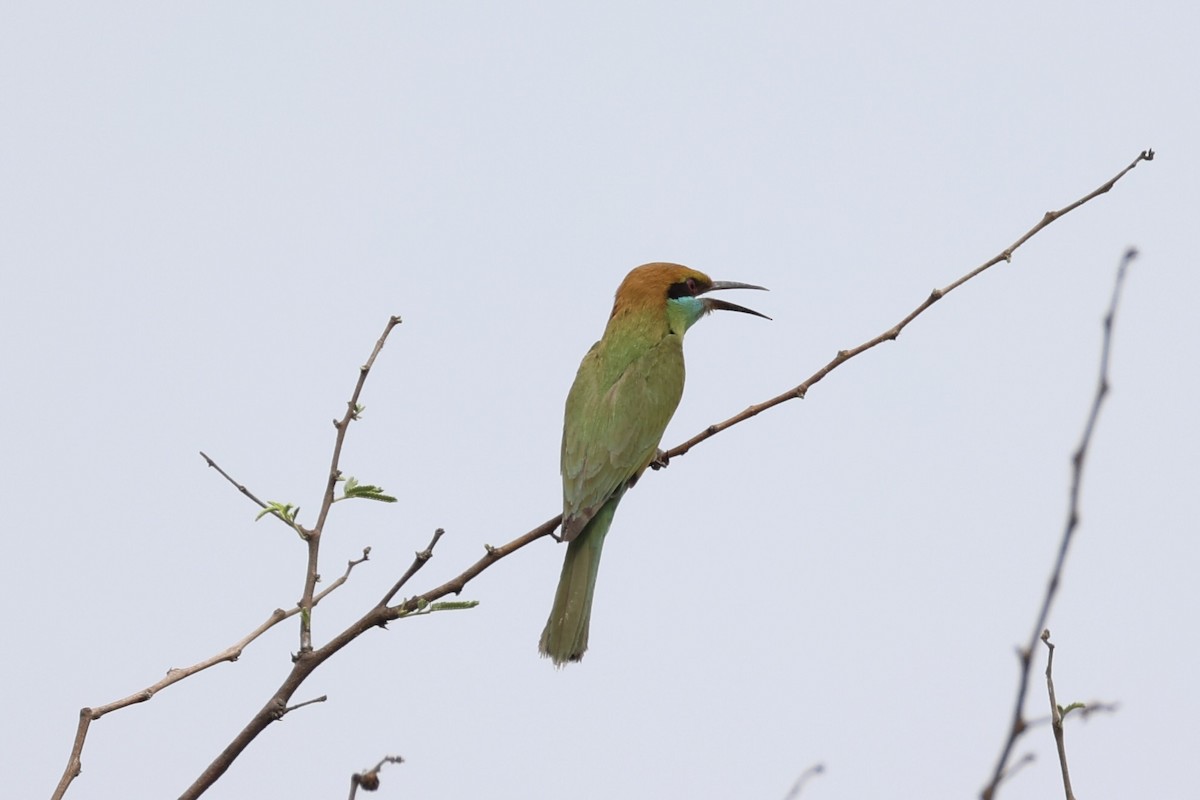 Asian Green Bee-eater - Andrew William