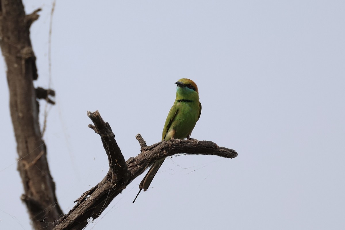 Asian Green Bee-eater - Andrew William