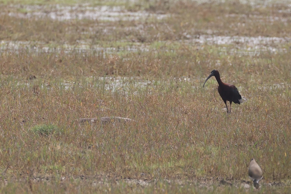 ibis hnědý - ML617913401