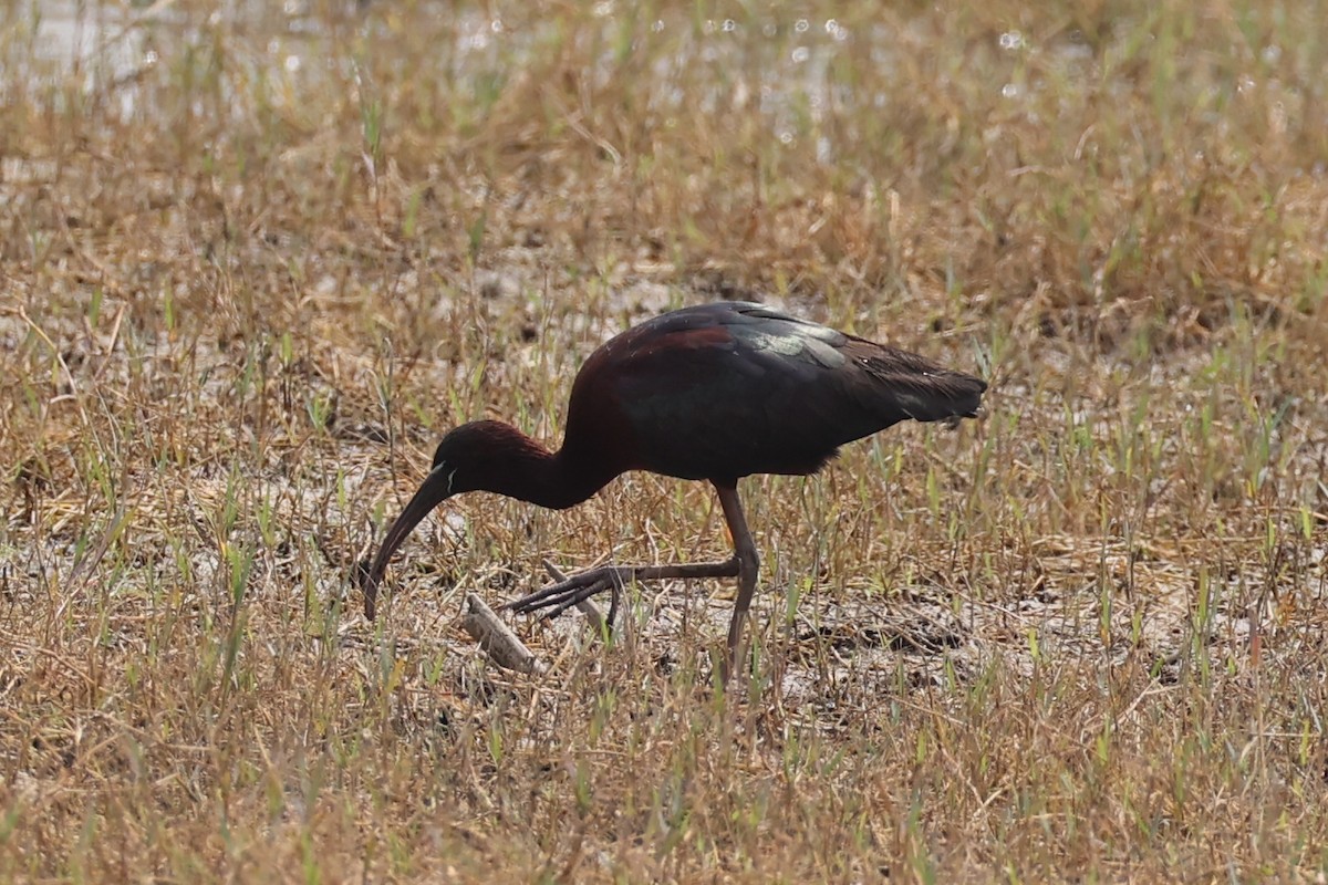 ibis hnědý - ML617913402