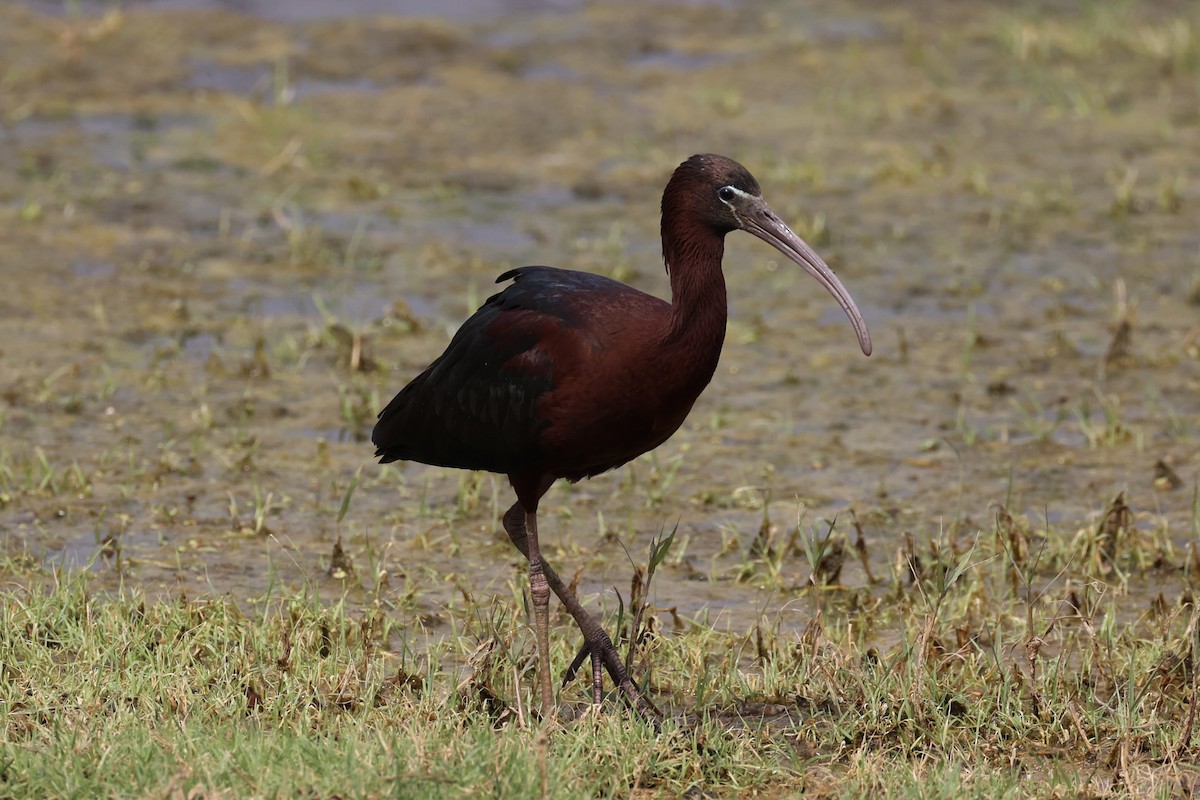 ibis hnědý - ML617913403