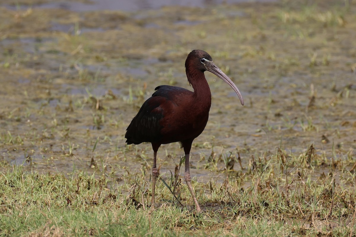 ibis hnědý - ML617913404
