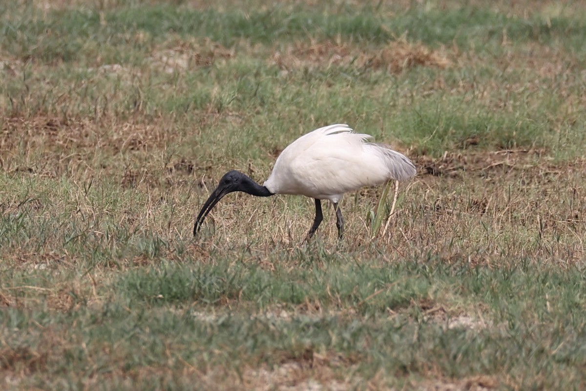 ibis černohlavý - ML617913409