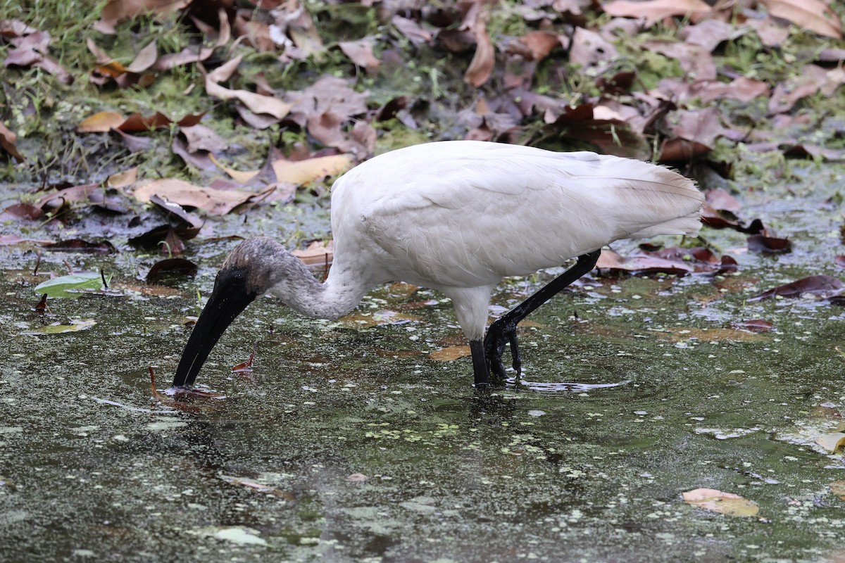 ibis černohlavý - ML617913410