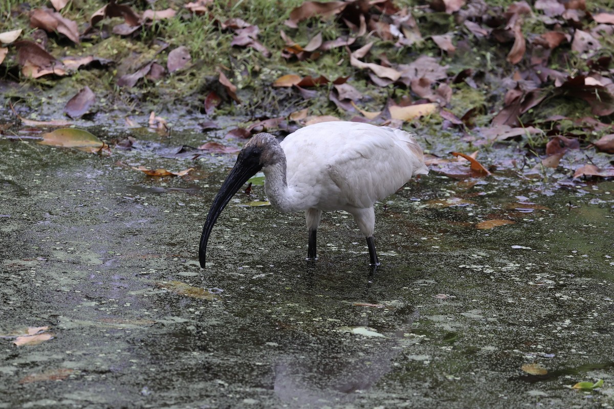 ibis černohlavý - ML617913411