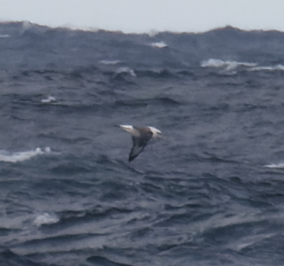 White-capped Albatross - ML617913454
