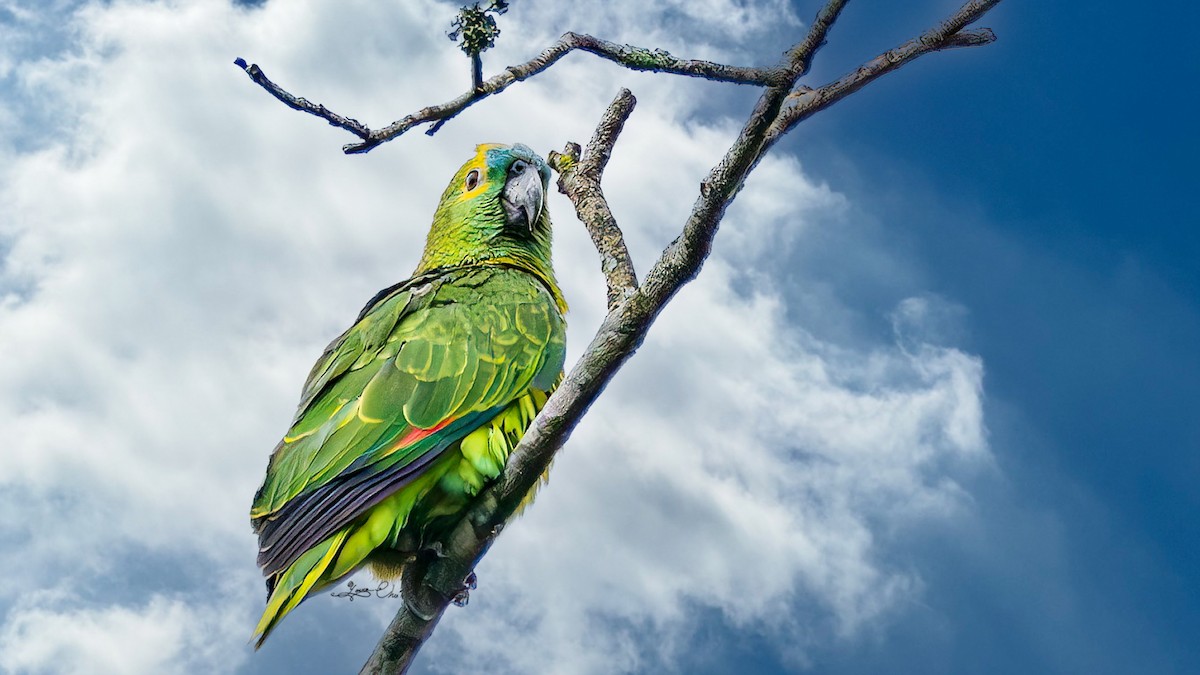 Turquoise-fronted Parrot - Yosico Chu