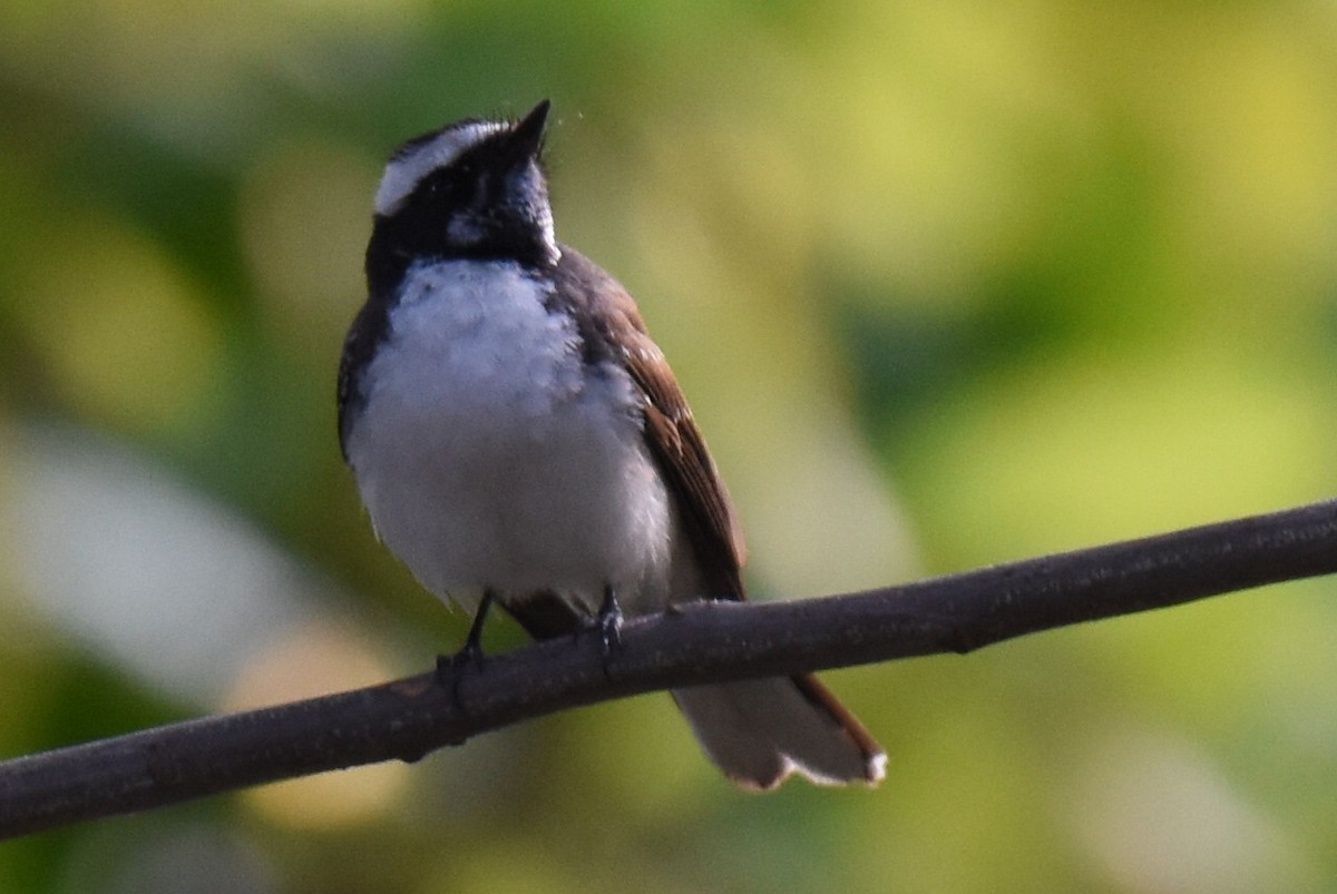 White-browed Fantail - ML617913468