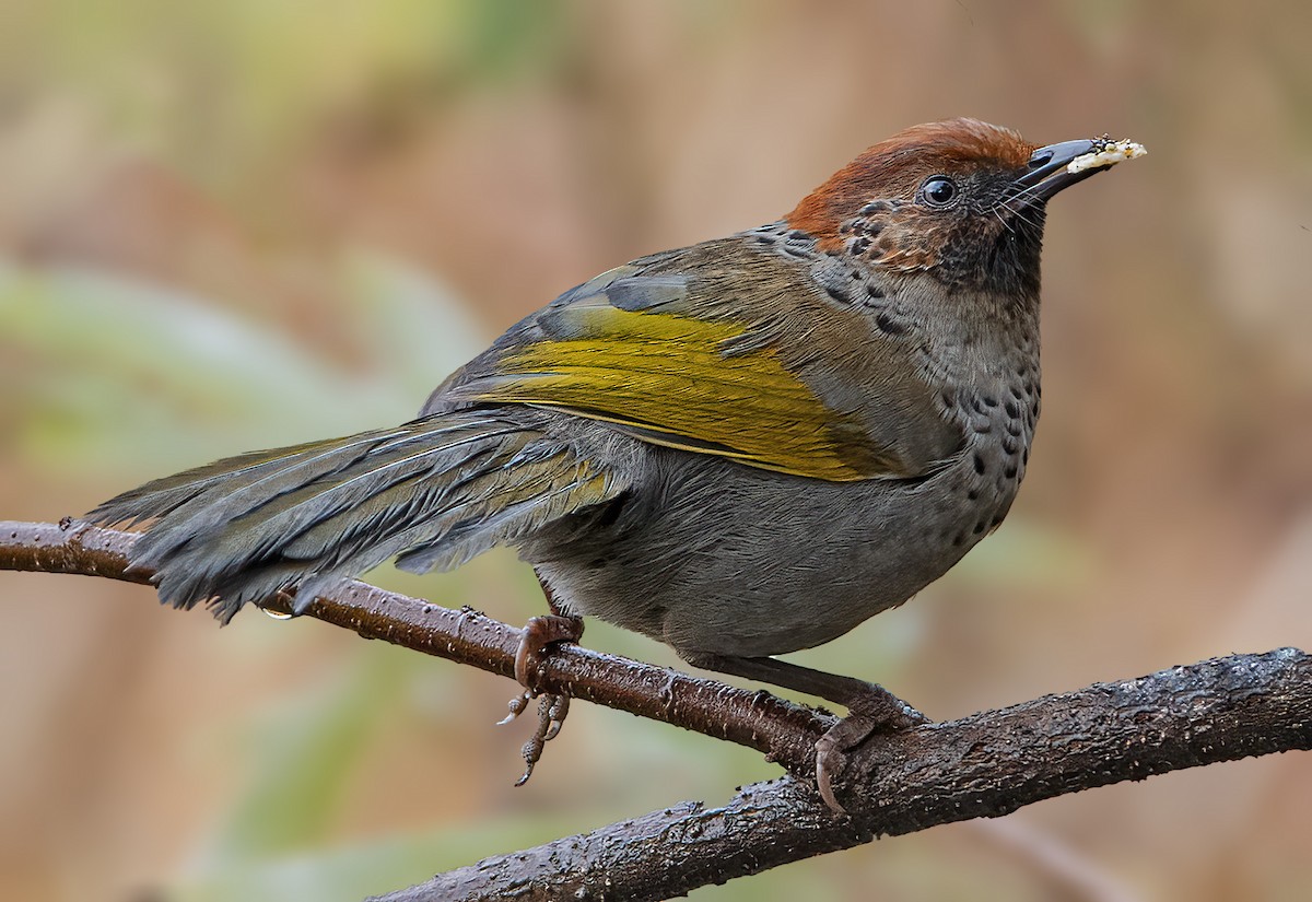 Chestnut-crowned Laughingthrush - ML617913510