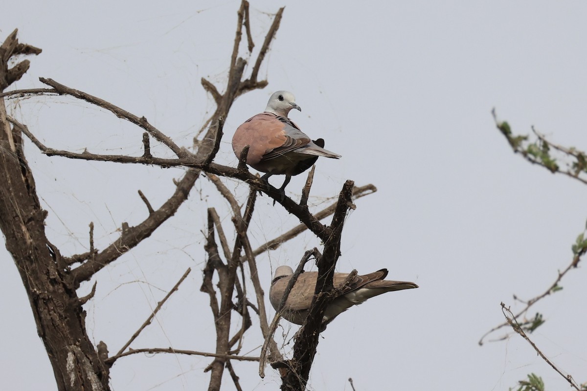 Red Collared-Dove - ML617913530
