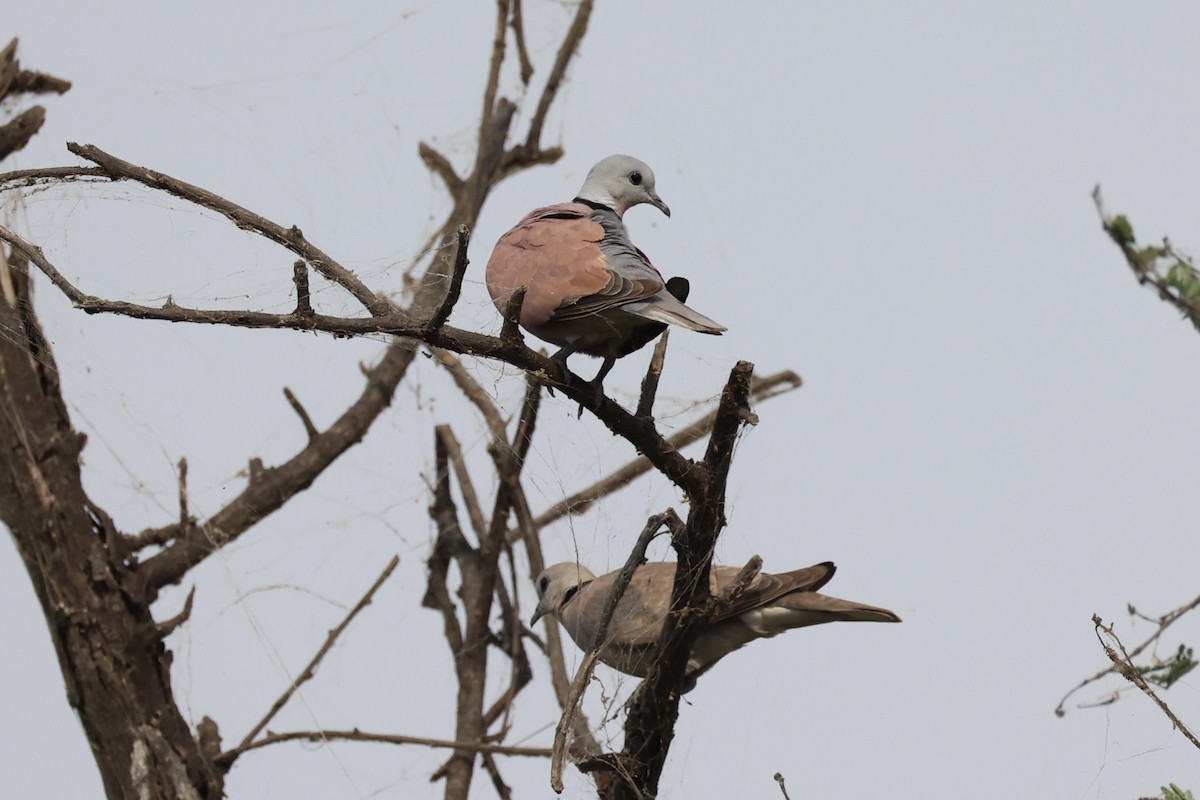Red Collared-Dove - ML617913531