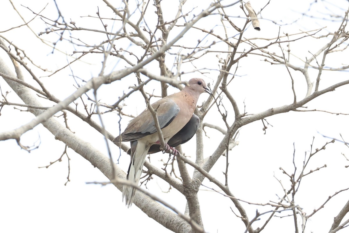 Laughing Dove - ML617913599