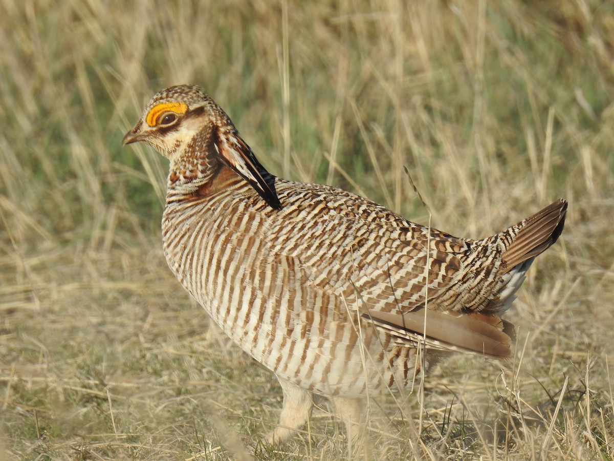 Lesser Prairie-Chicken - ML617913627