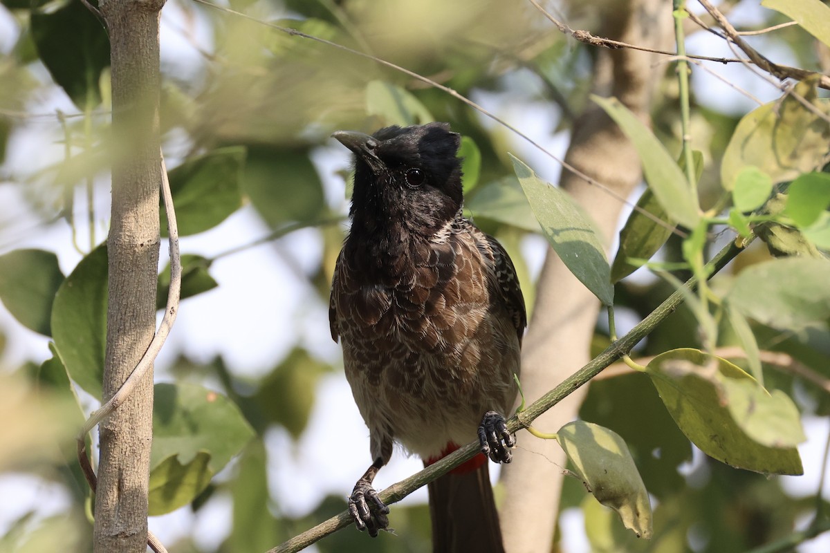 Red-vented Bulbul - ML617913645
