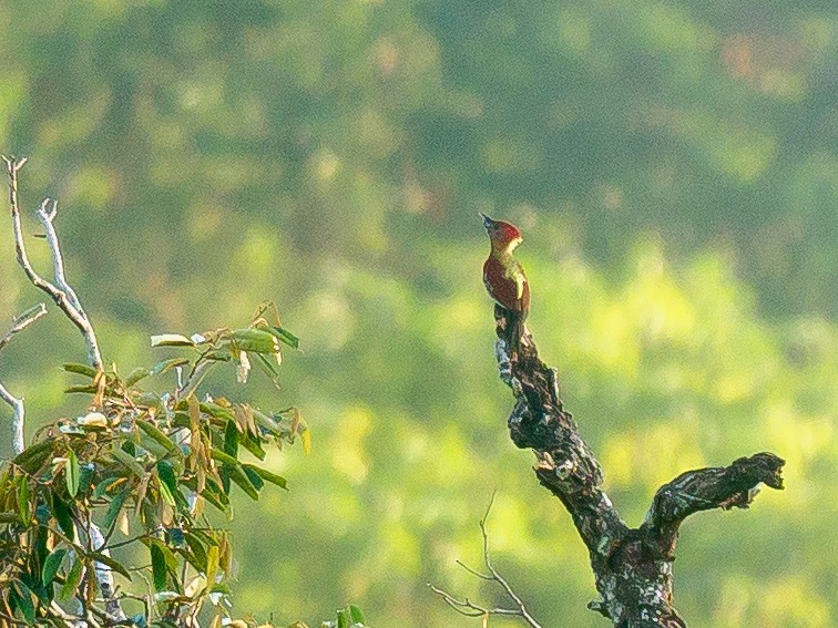 Crimson-winged Woodpecker - ML617913648