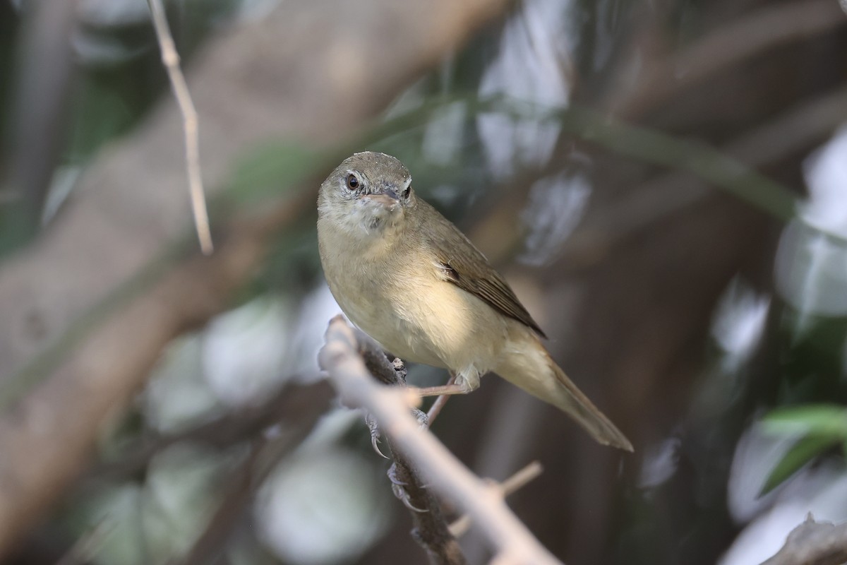 Blyth's Reed Warbler - Andrew William