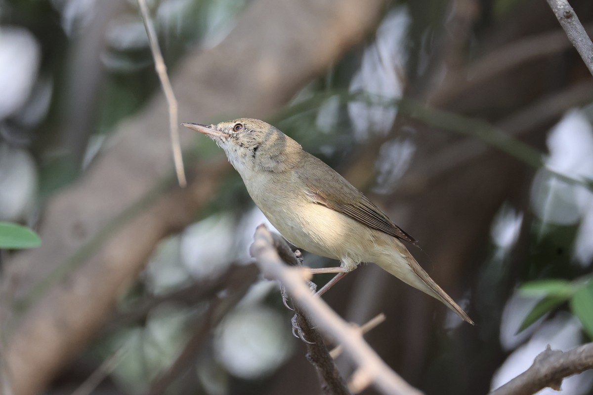 Blyth's Reed Warbler - Andrew William
