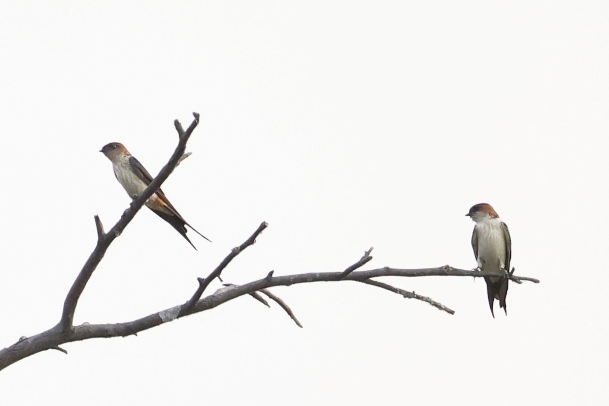 Red-rumped Swallow - ML617913679